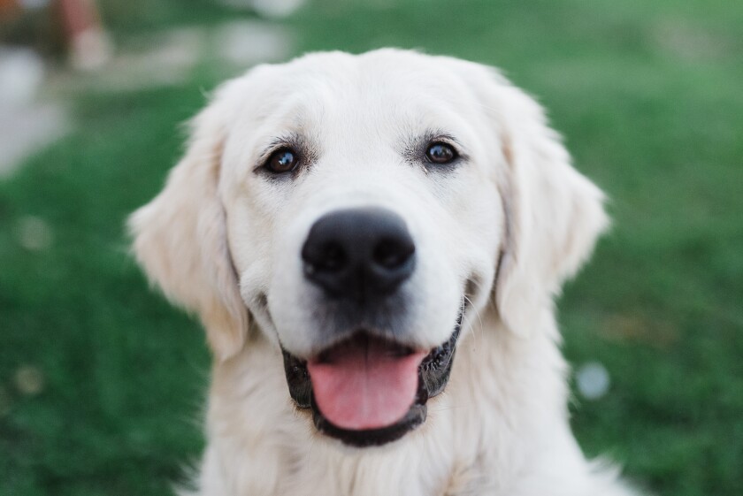 Portrait of golden retriever dog