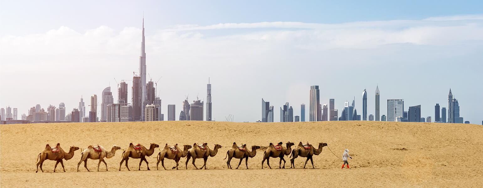 Camels walking along the dessert with the Dubai cityscape in the background