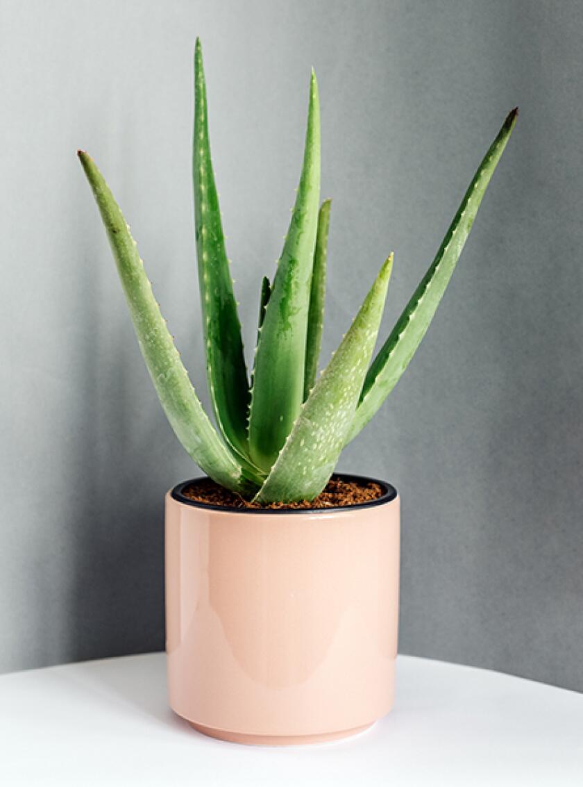 Aloe plant in pink pot