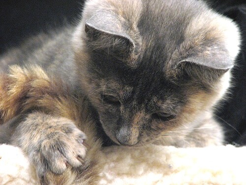 kitten