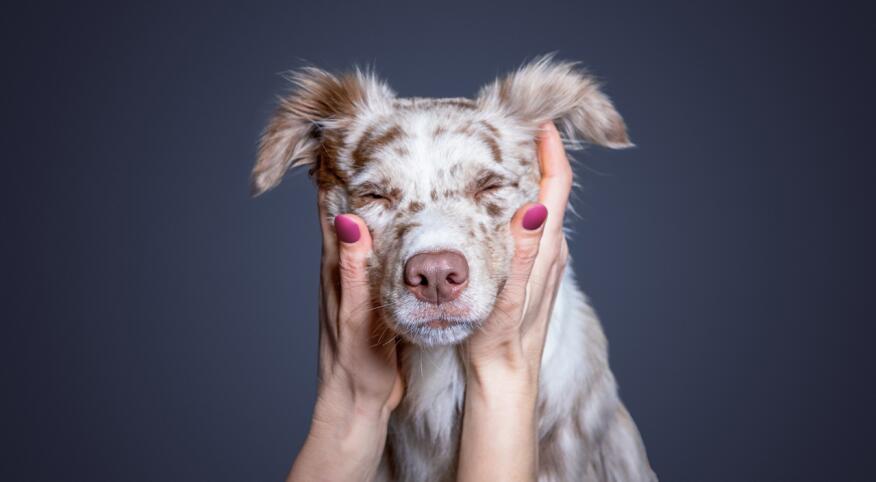  Woman holding australian sheperd dog's face against gray background