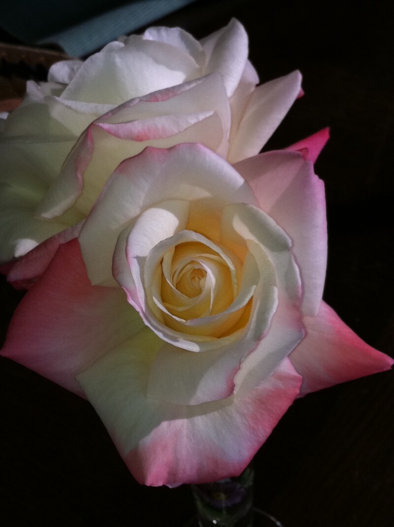 Rose for Al Blog