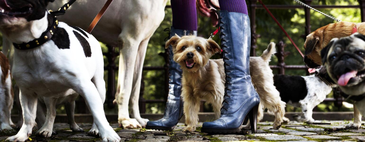 Womans boots on a cobblestone street with a pack of dogs shes walking