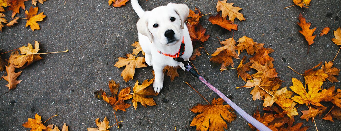 dog standing in leaves with leash being held onto by dog walker