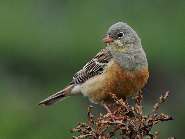 ortolan