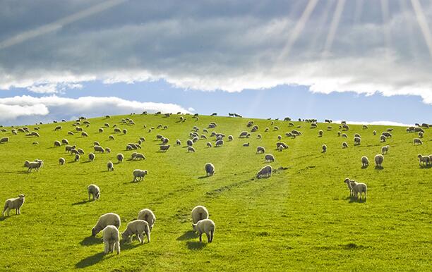 Sheep in sun
