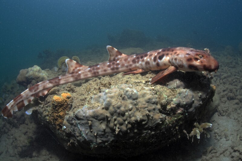 Walking Shark, Hemiscyllium halmahera
