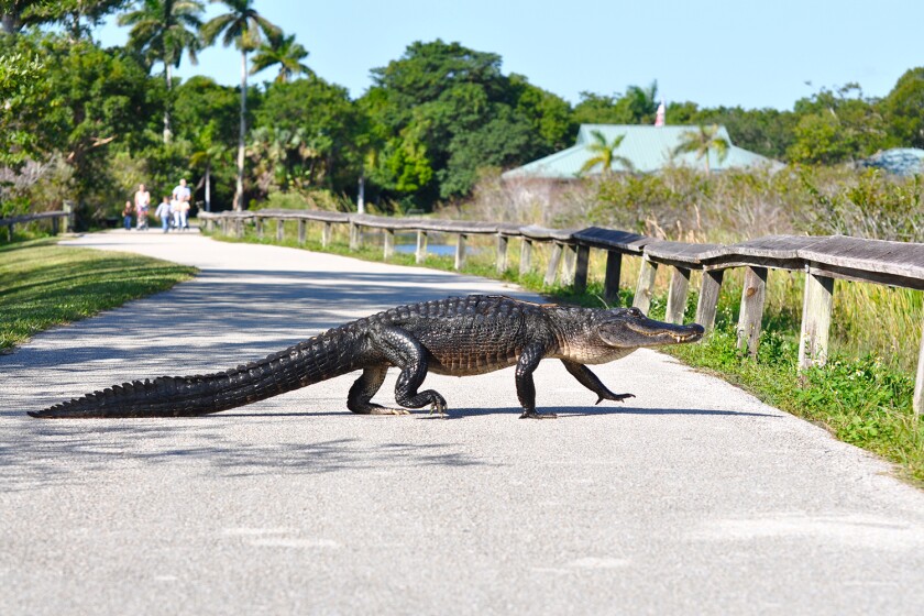 Aligator crossing in front of family
