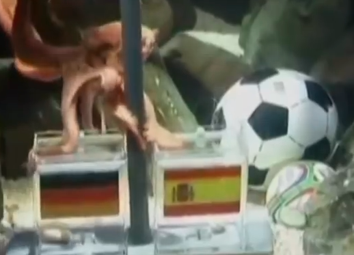 Octopus predicting World Cup