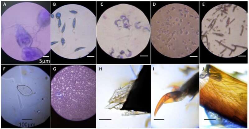 foldscope-sample-images-microscopy