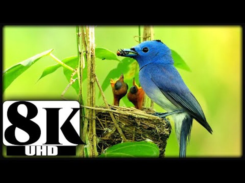 8K BIRDS RELAXATION VIDEO WITH ORIGINAL BIRD SOUNDS FOR 8K OLED TV | 8K VIDEOS | 8K NATURE