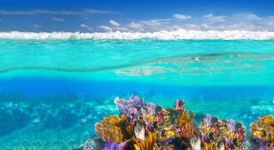 Mayan Riviera coral reef underwater up down waterline