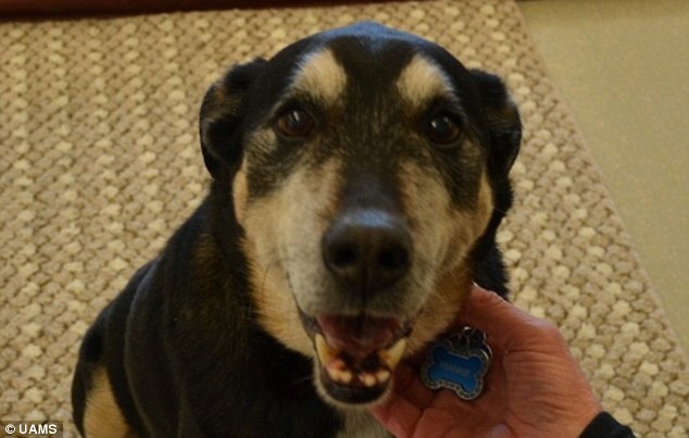 Frankie the cancer-sniffing dog