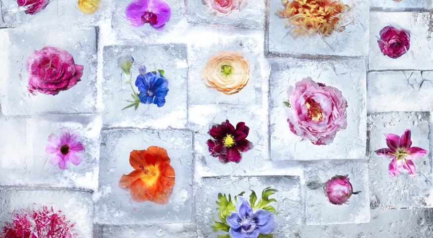 Flowers in ice