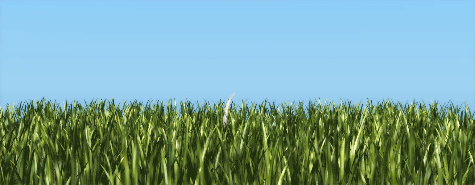 An image of a field of grass with one lone white strand.