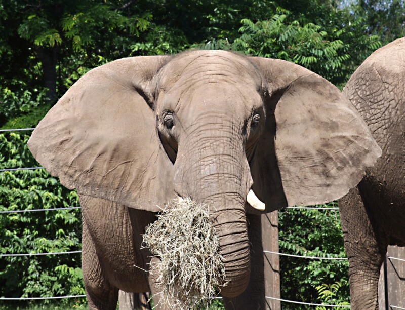 African Elephant Eating in Zoo