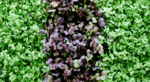 Close up shot of green and purple microgreens