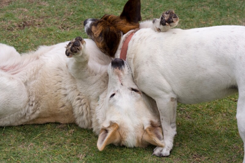 Dogs fighting or playing