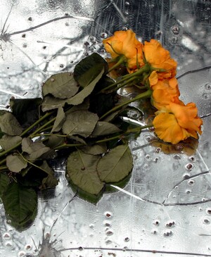 Cut roses on distressed metal