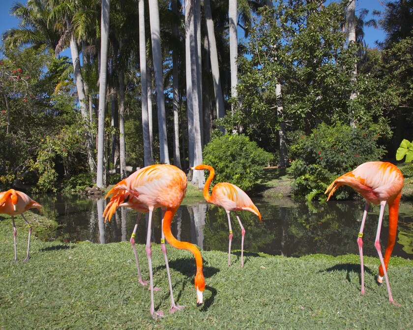 Flamingos in the Flamingo Lagoon area of the Sarasota Jungle Gardens in Sarasota Florida