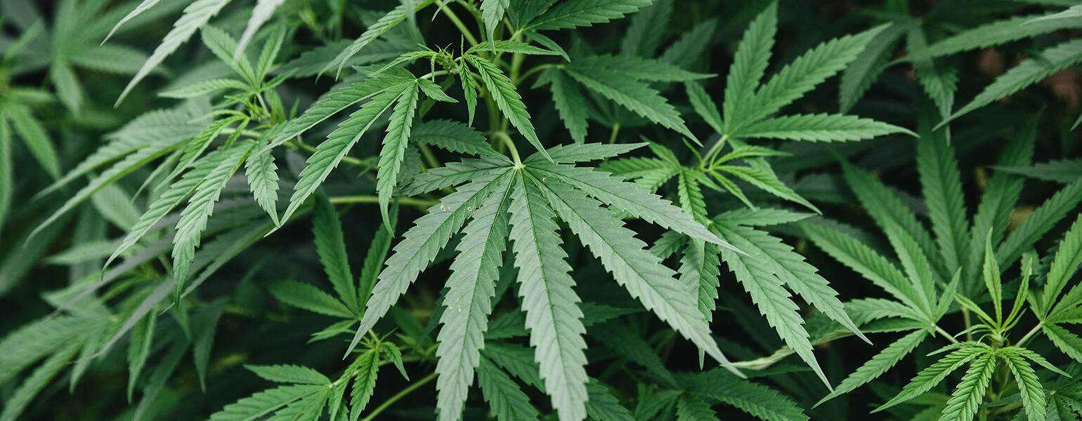 Cannabis_1540