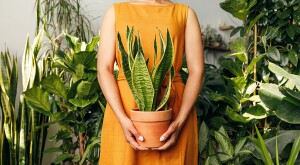 Midsection Of African American woman Holding Potted Plant Amid Plants