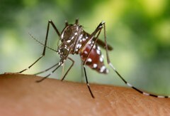 240-mosquito-on-human-host