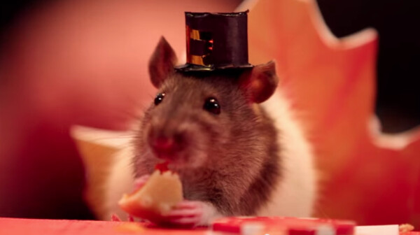 Tiny Hamster Enjoying Thanksgiving