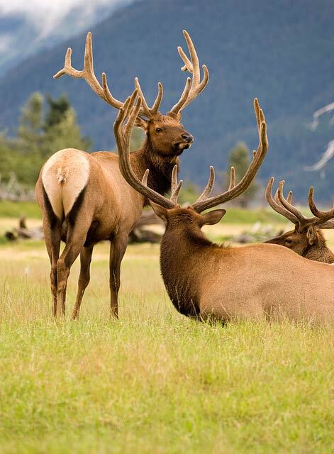 elk