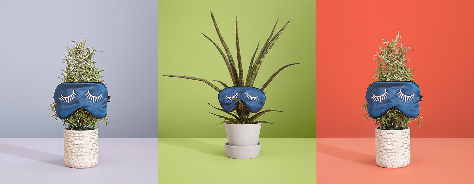 Sleep Plants, house, sleep, rest, aarp, sisters