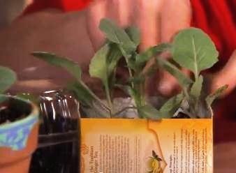 Updated Cheap Life Gardening screen grab -- only visible in home page or categories