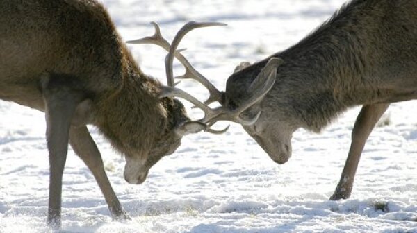 Two Elk Locking Horns