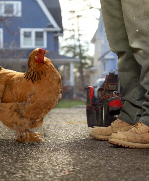 Cropped image of man standing next to live chicken