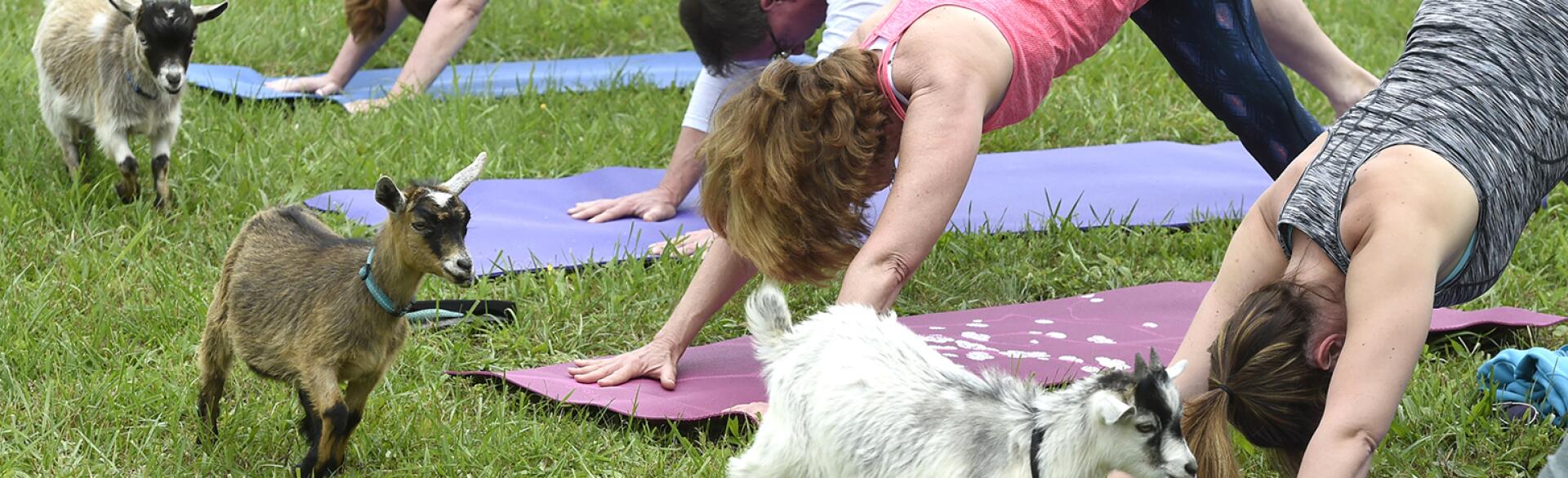 people outside doing yoga with goats