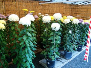 tall flowers