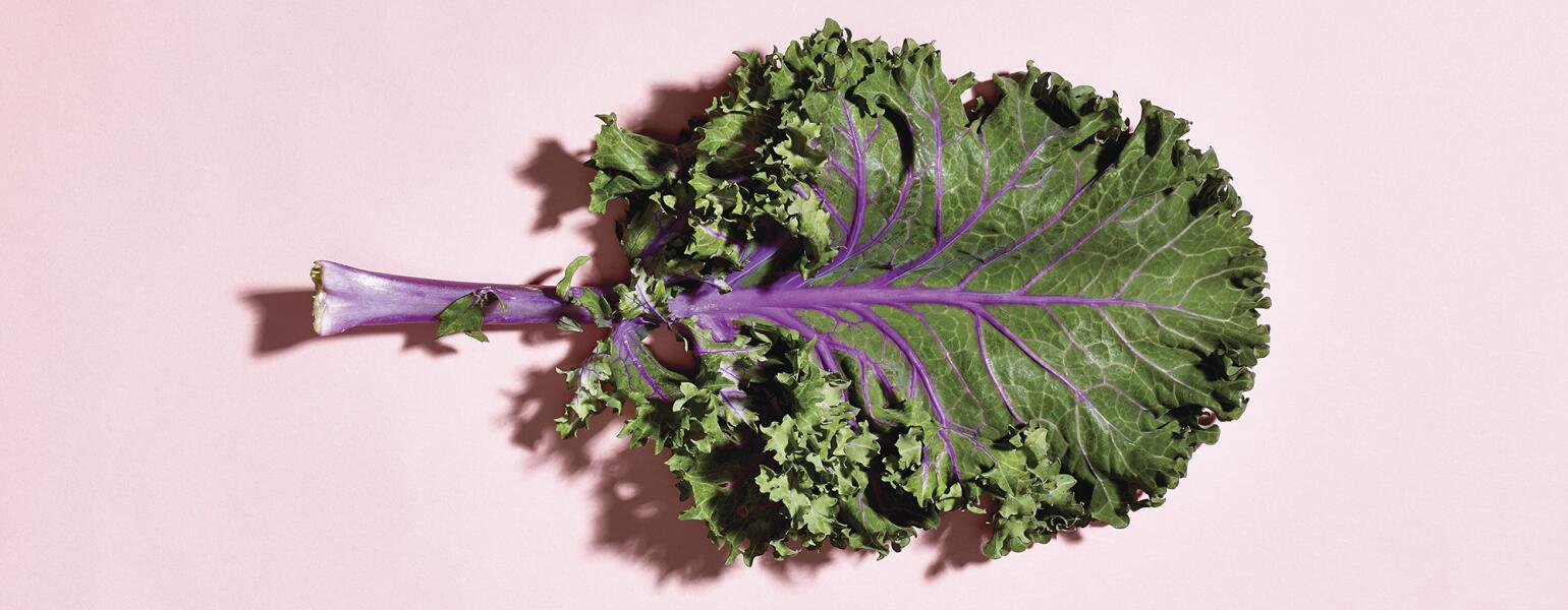 Piece of Kale for illustrating Superfoods for Skin