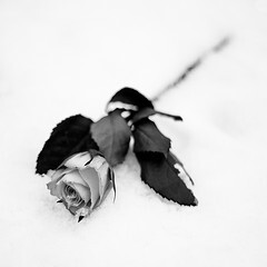 Rose On Ice