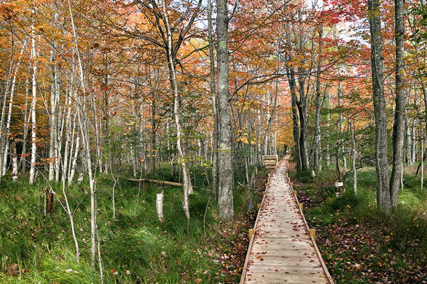 Jesup Trail Boardwalk at Sieur de Monts in Acadia National Park
