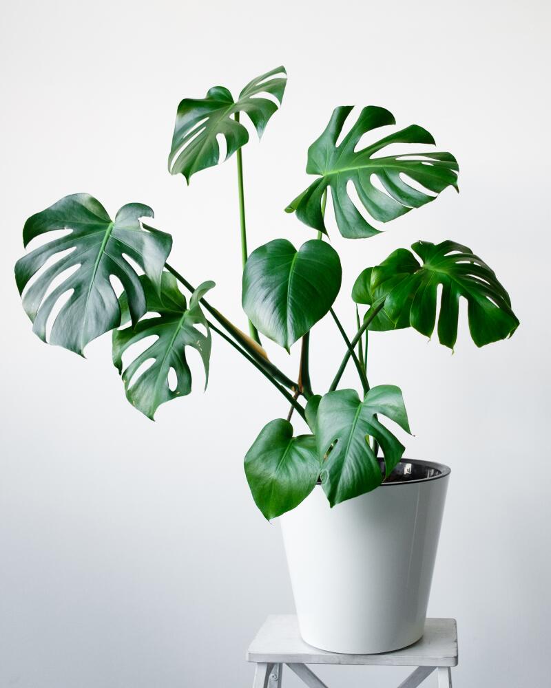 Monstera plant