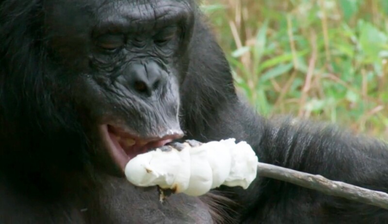 ape-marshmallows-1