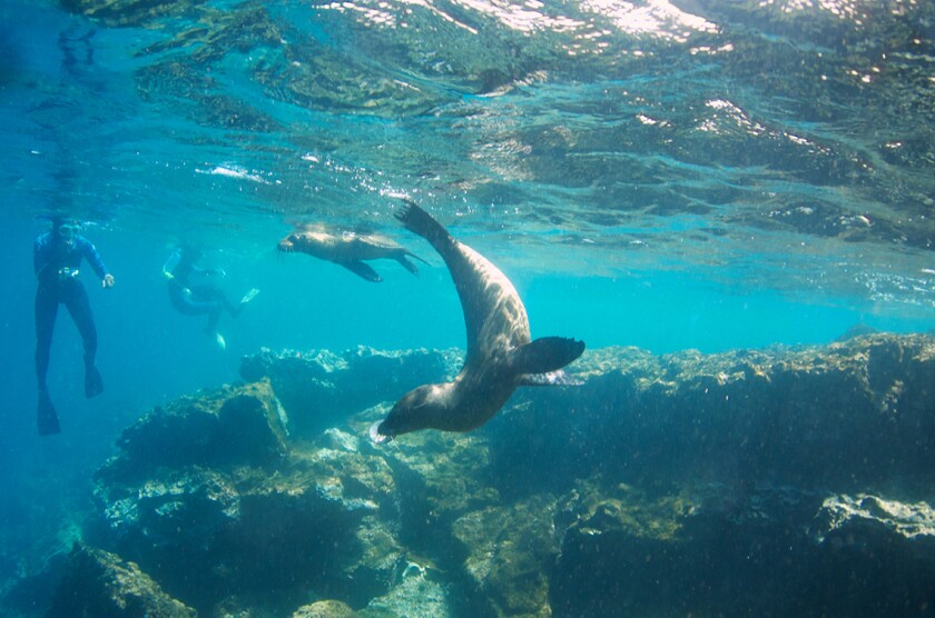 Curious sealions approach snorkelers on an underwater Eco-tour