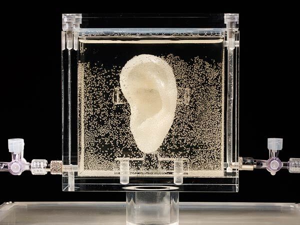 Ear