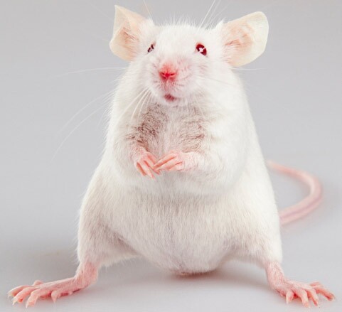 White rat