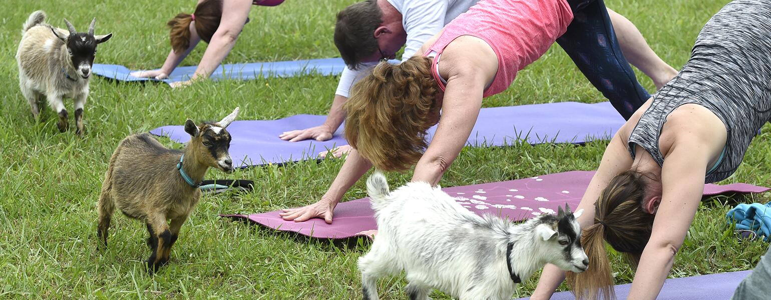 AARP, Goat Yoga, The Girlfriend