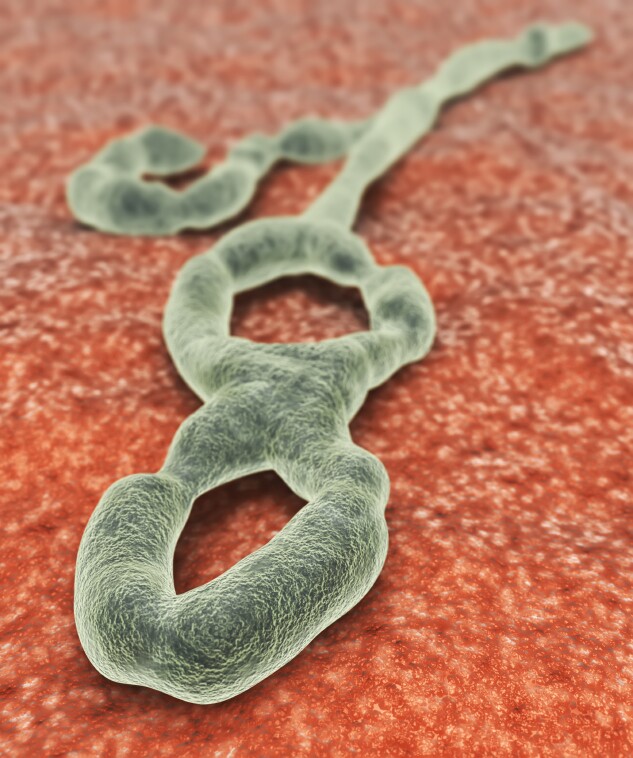 Illustration of the Ebola virus