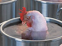 200-wash-chicken-debate