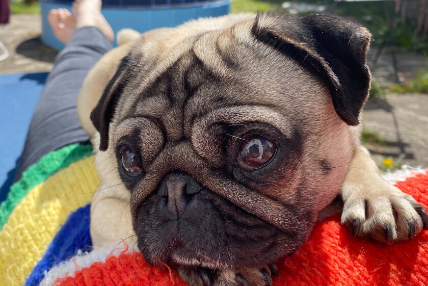 Portrait of pug dog laying on woman's lap