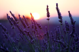 Lavender blooms