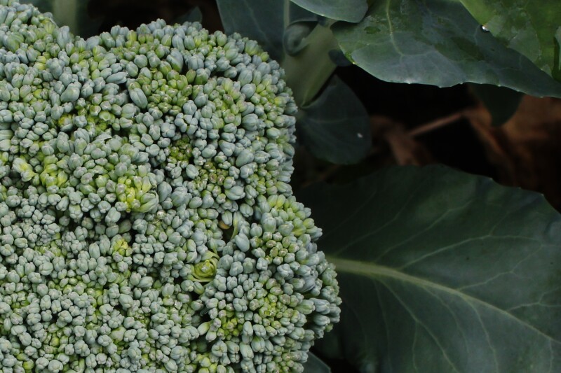 broccoli