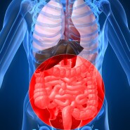 Human intestines